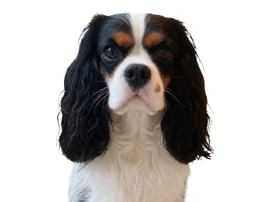 A transparent cutout of the same Cavalier with long ear fur and white chest preserved.