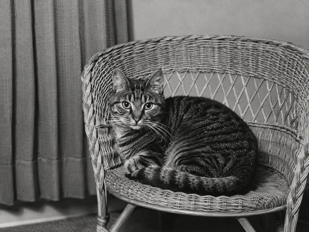 The restored monochrome cat portrait with scratches reduced and tonal detail recovered.