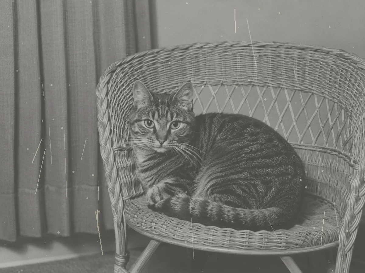A worn late-1970s black-and-white print of a tabby cat in a wicker chair.